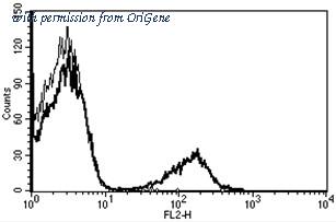 OriGene AM31229RP-N image 1