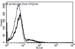 OriGene AM31232AF-N image 1