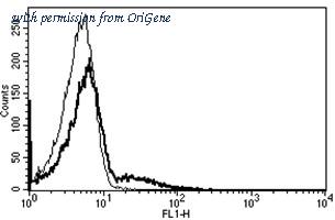 OriGene AM31232FC-N image 1