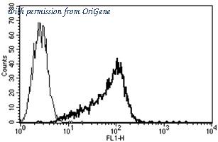 OriGene AM31234PU-N image 1