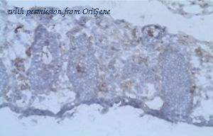 OriGene AM31238AF-N image 1