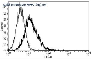 OriGene AM31238RP-N image 1