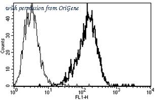 OriGene AM31240AF-N image 1