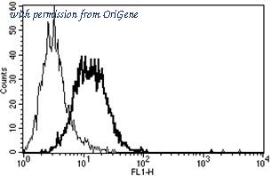 OriGene AM31242PU-N image 1