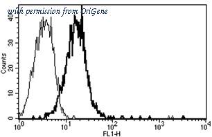 OriGene AM31244AF-N image 1