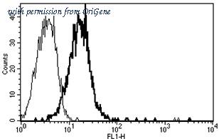 OriGene AM31244PU-N image 1