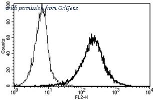 OriGene AM31244RP-N image 1