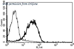 OriGene AM31245AF-N image 1