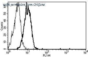 OriGene AM31247AF-N image 1