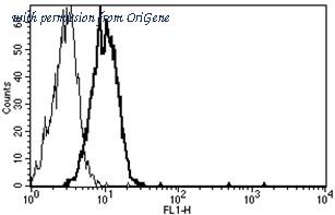 OriGene AM31247PU-N image 1