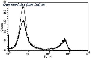 OriGene AM31251AF-N image 1