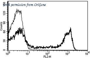OriGene AM31251RP-N image 1
