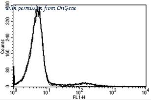 OriGene AM31256AF-N image 1