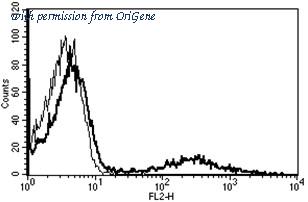 OriGene AM31256RP-N image 1