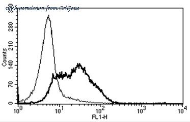 OriGene AM31359AF-N image 1