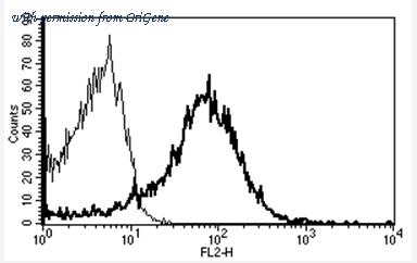OriGene AM31359RP-N image 1