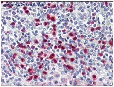 OriGene AM31838FC-N image 1