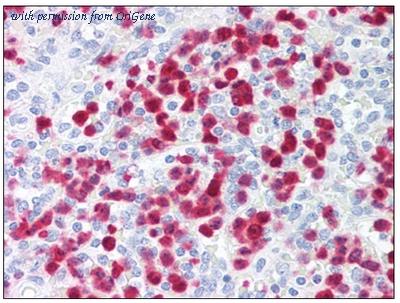 OriGene AM31838PU-N image 1