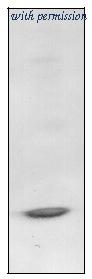 OriGene AM31856PU-N image 1
