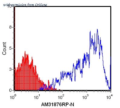 OriGene AM31876RP-N image 1