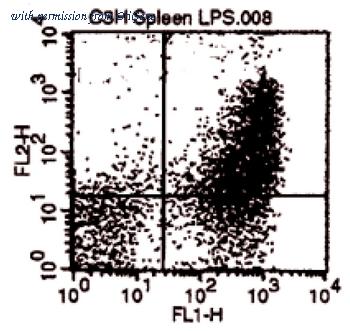 OriGene AM31878RP-L image 1