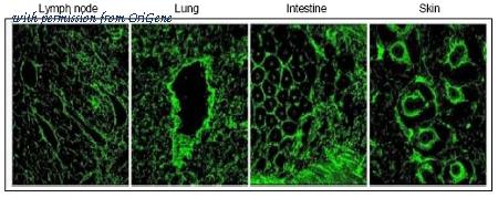 OriGene AM31889PU-N image 1