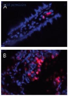 OriGene AM31907PU-S image 1