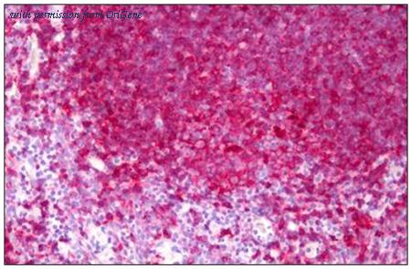 OriGene AM31912PU-N image 1