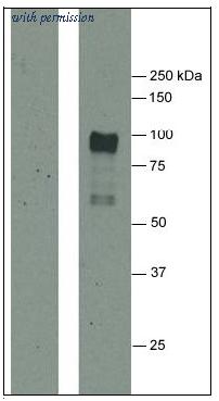 OriGene AM31995PU-N image 1