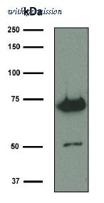 OriGene AM31998PU-N image 1