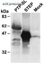 OriGene AM32005PU-N image 1