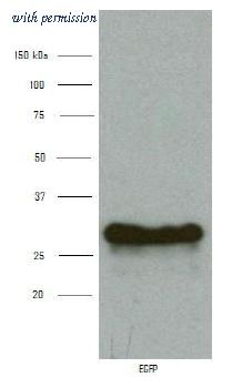 OriGene AM32008PU-N image 1