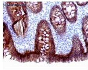 OriGene AM32138PU-N image 1