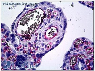 OriGene AM32179PU-N image 1