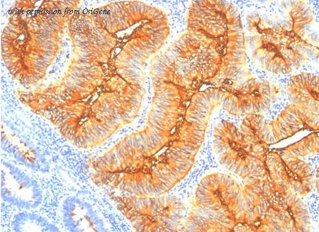 OriGene AM32243PU-T image 1