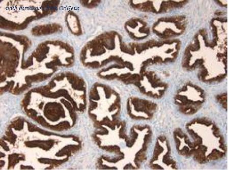 OriGene AM32793PU-N image 1