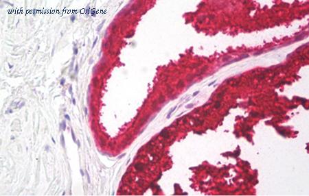 OriGene AM32794PU-N image 1