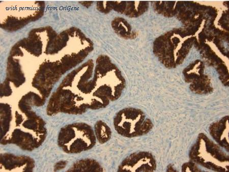 OriGene AM32795PU-N image 1