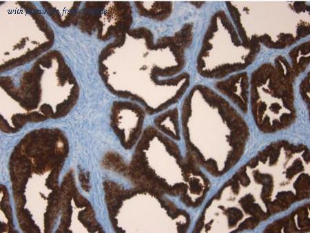 OriGene AM32796PU-N image 1