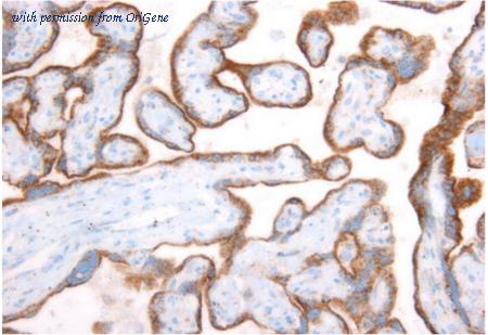 OriGene AM32801PU-N image 1