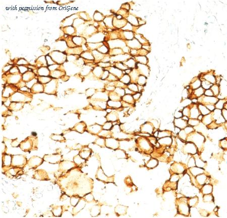 OriGene AM32821PU-S image 1