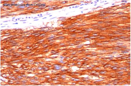 OriGene AM32824PU-S image 1