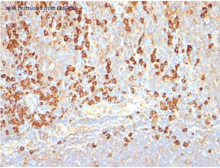 OriGene AM32826PU-T image 1