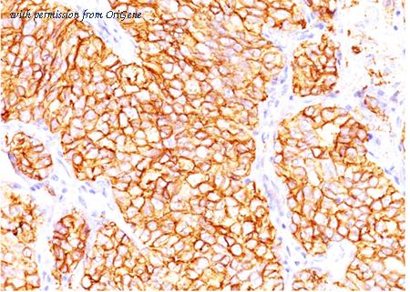 OriGene AM32835PU-S image 1