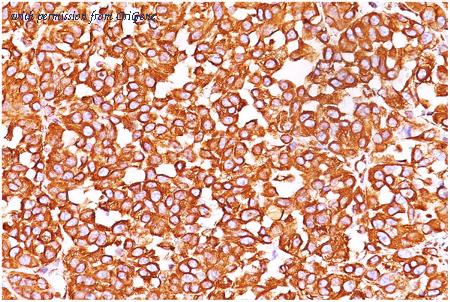 OriGene AM32837PU-T image 1