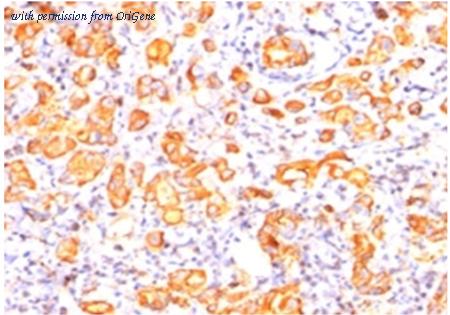 OriGene AM32842PU-S image 1