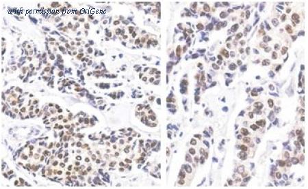 OriGene AM32843PU-S image 1