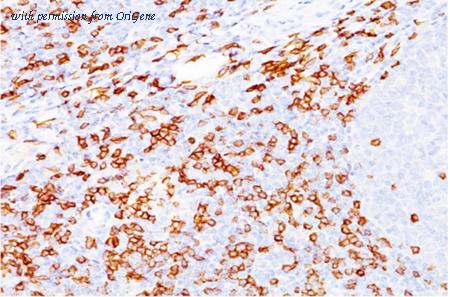 OriGene AM32847PU-T image 1