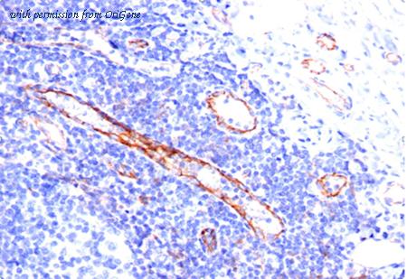 OriGene AM32852PU-S image 1