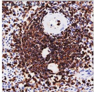 OriGene AM32858PU-T image 1
